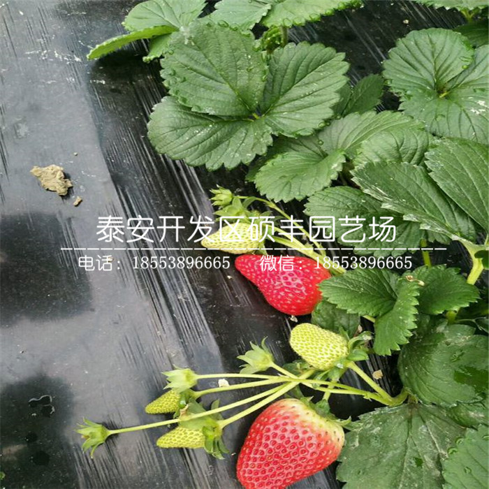 新品種隋珠草莓苗、隋珠草莓苗多少錢一棵
