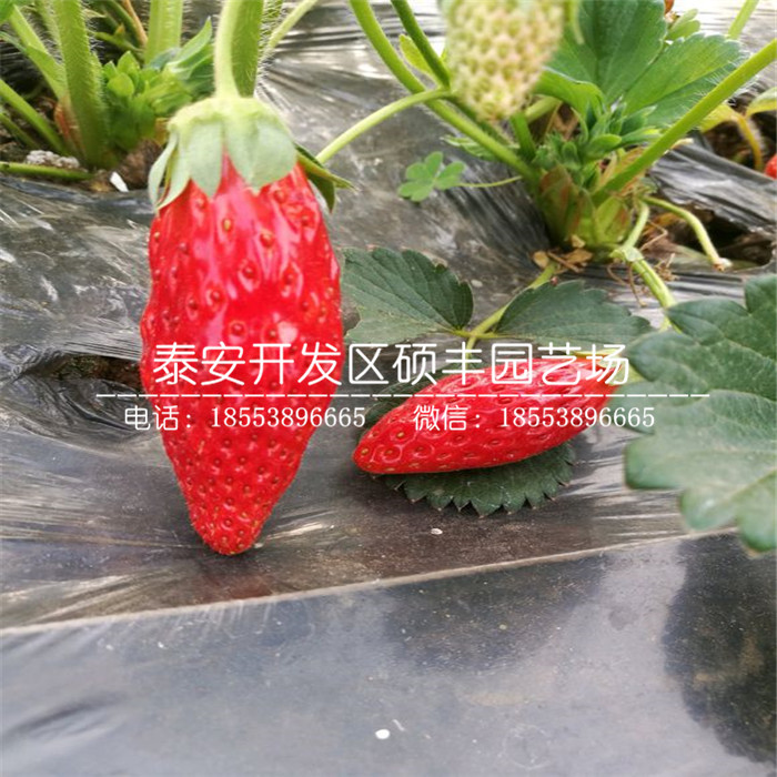 脫毒寧玉草莓苗、寧玉草莓苗多少錢一棵