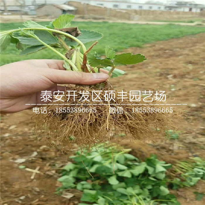 脱毒甜宝草莓苗、甜宝草莓苗基地