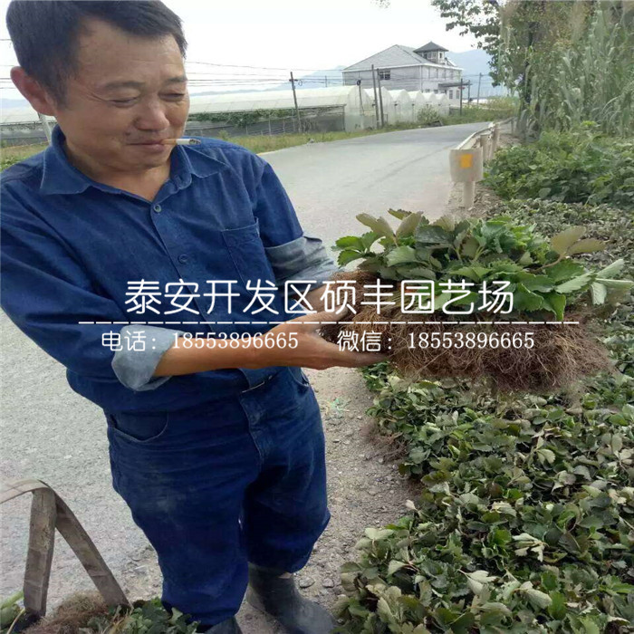 2019年巧克力草莓苗、巧克力草莓苗價(jià)格及報(bào)價(jià)