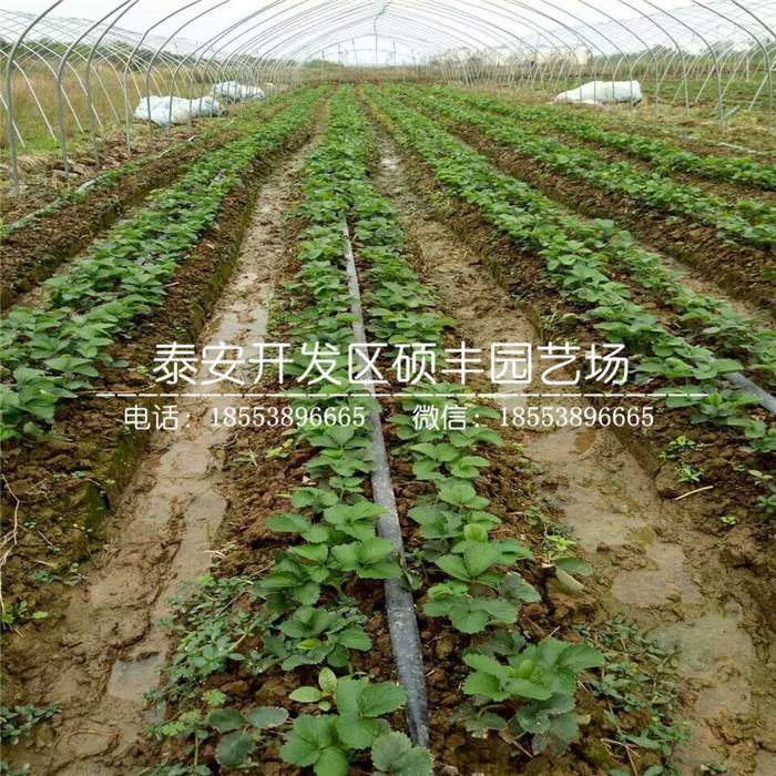 甜寶草莓苗、甜寶草莓苗行情價格