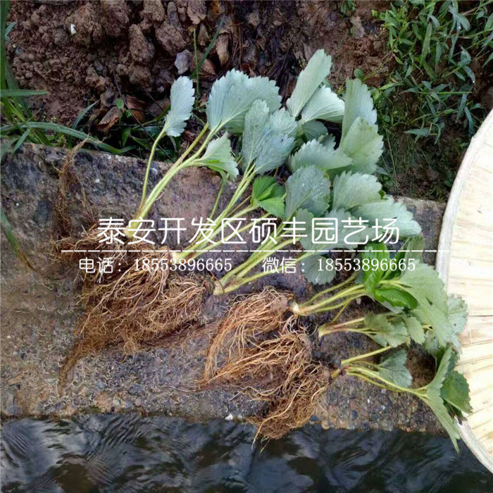 鬼怒甘草莓苗、鬼怒甘草莓苗品种介绍