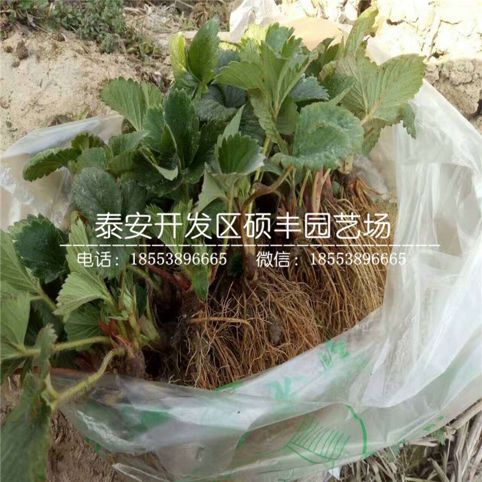 新品种脱毒鬼怒甘草莓苗批发多少钱、新品种脱毒鬼怒甘草莓苗一株多少钱