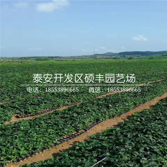 2019年奶油草莓苗多少钱、2019年奶油草莓苗多少钱出售