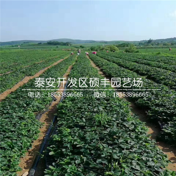 全草莓苗、全草莓苗基地批發(fā)
