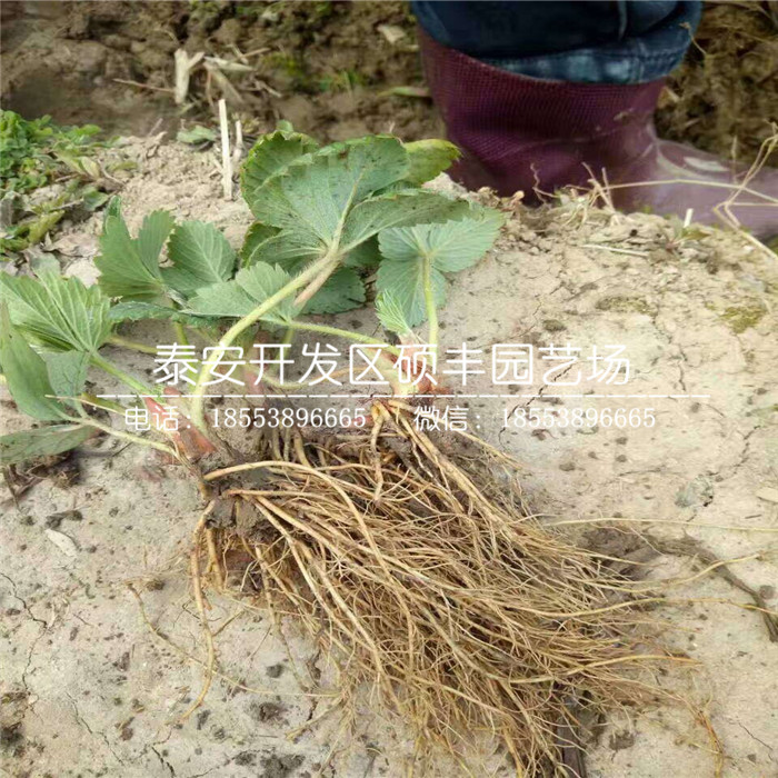 脫毒二代紅袖添香草莓苗、紅袖添香草莓苗零售價(jià)格