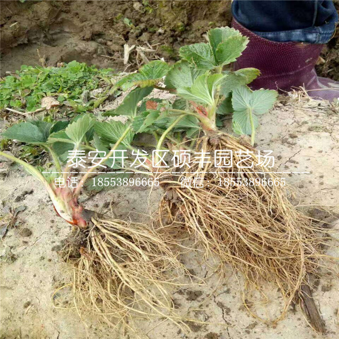脫毒二代白草莓苗、白草莓苗品種介紹
