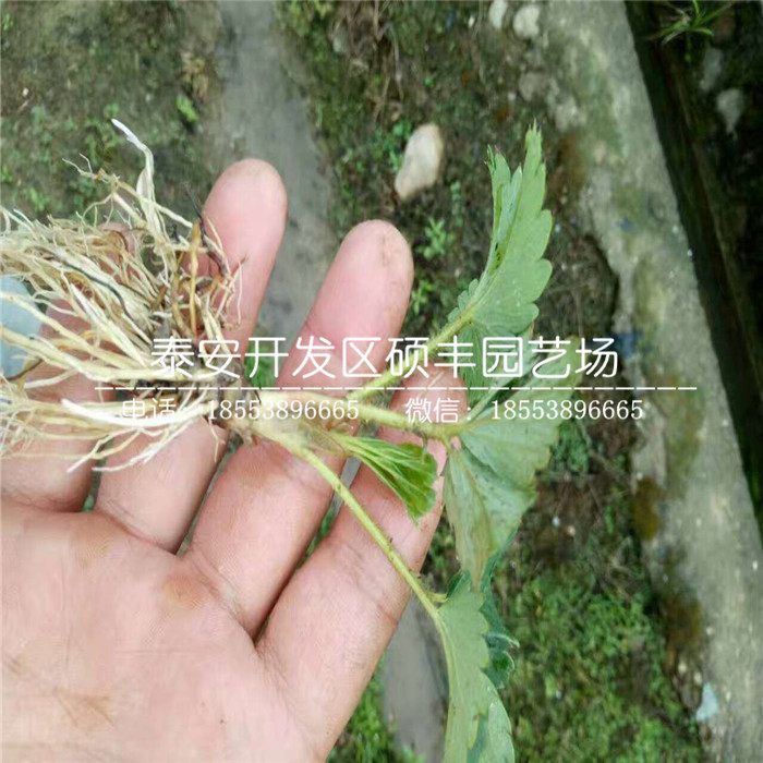 章姬草莓苗零售价格、章姬草莓苗管理介绍