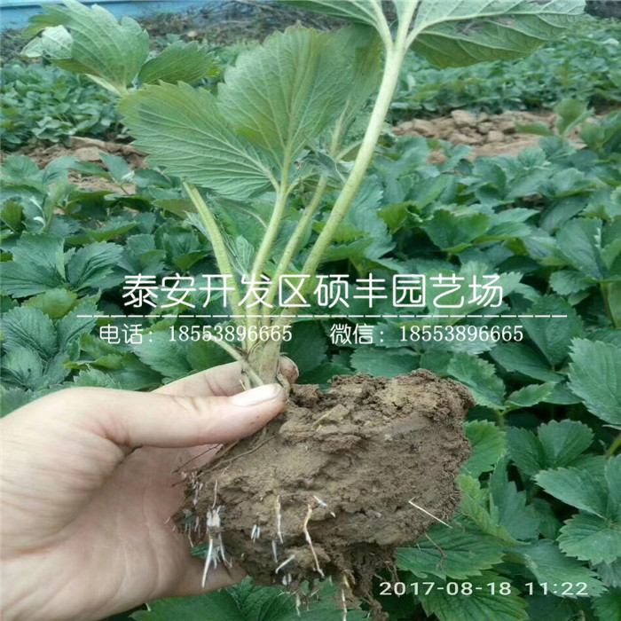 桃熏草莓苗、哪里卖草莓苗多少钱