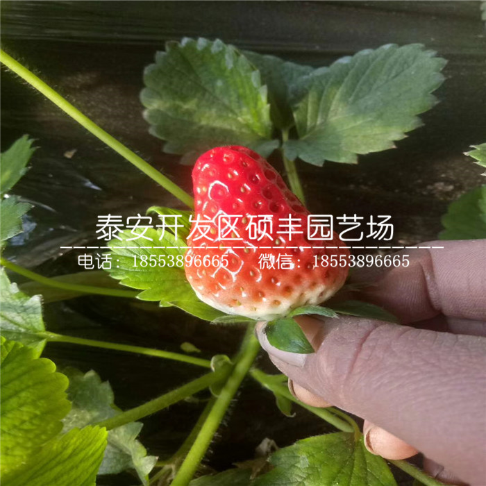 新品种隋珠草莓苗、隋珠草莓苗批发