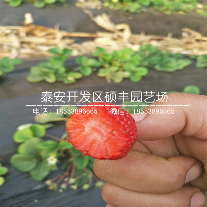 美十三草莓苗、美十三草莓苗基地批发