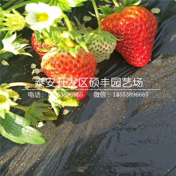 脫毒太空草莓苗、太空草莓苗多少錢一棵