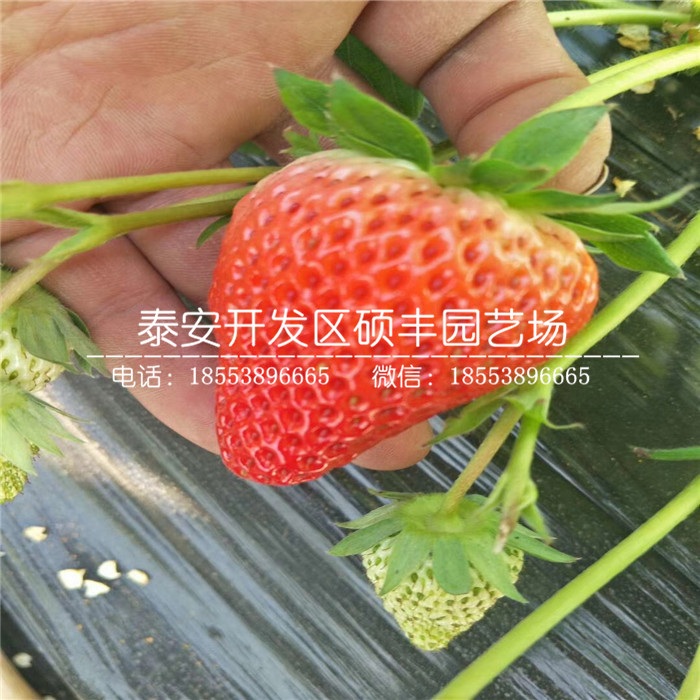 新品种美十三草莓苗、美十三草莓苗基地