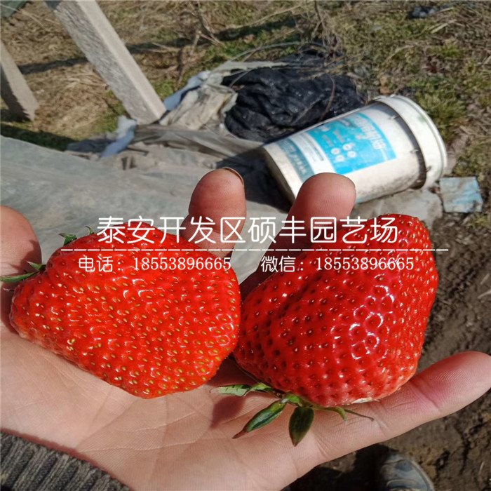新品种淡雪草莓苗基地批发