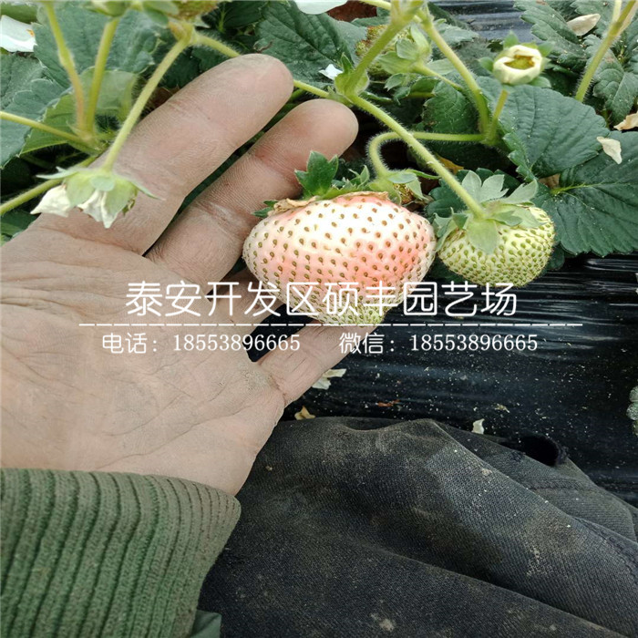 新品種章姬草莓苗、章姬草莓苗批發(fā)價格