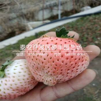 2019年红花草莓苗、红花草莓苗品种介绍