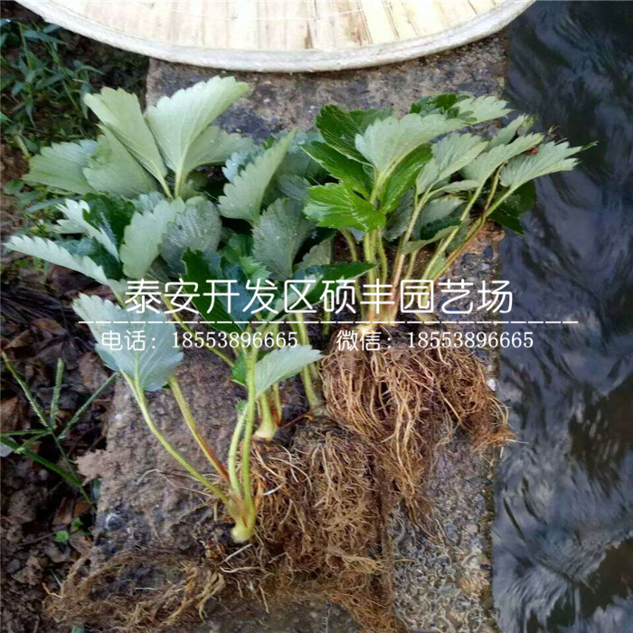 鬼怒甘草莓苗、鬼怒甘草莓苗品种介绍