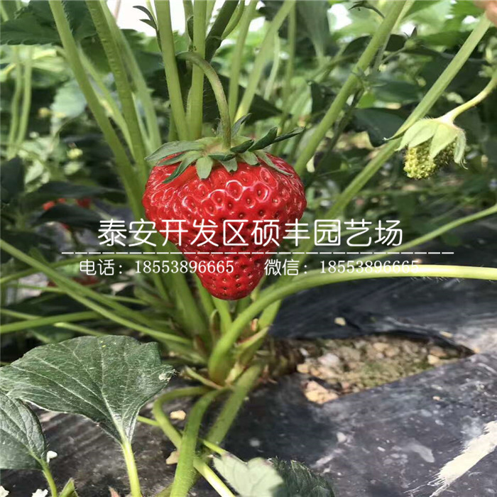 新品種章姬草莓苗、章姬草莓苗批發(fā)價格