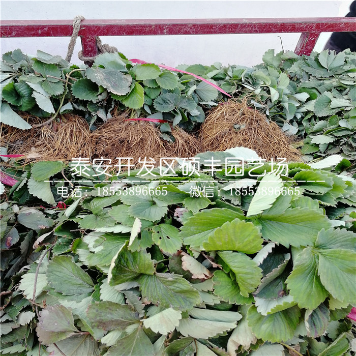 脫毒寧玉草莓苗、寧玉草莓苗多少錢一棵
