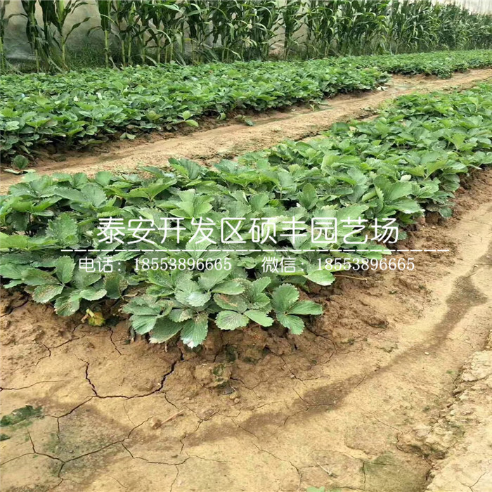 桃熏草莓苗、桃熏草莓苗市場價格