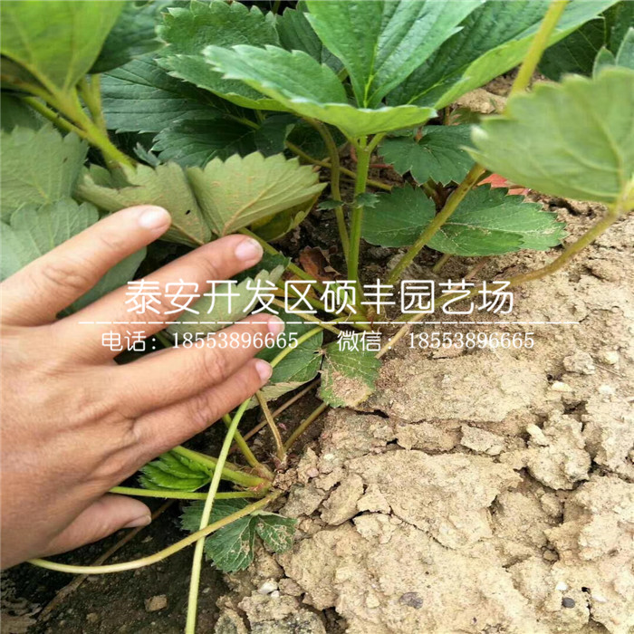 红袖添香草莓苗、红袖添香草莓苗市场价格