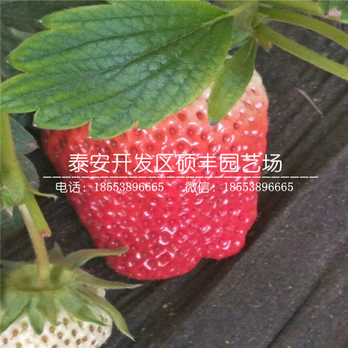脫毒二代安娜草莓苗、安娜草莓苗價(jià)格及報(bào)價(jià)