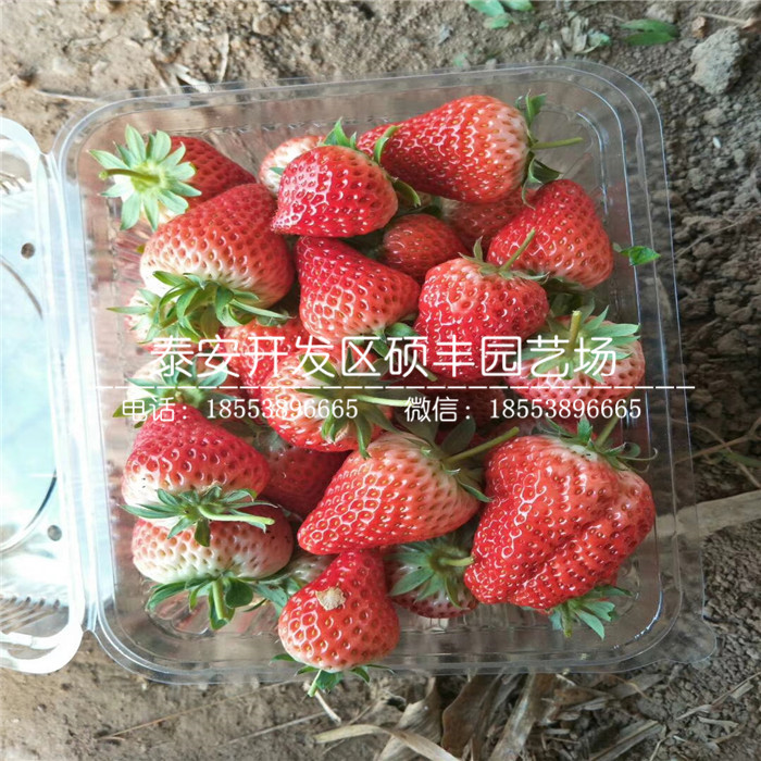 脫毒二代幸香草莓苗、幸香草莓苗價(jià)格及報(bào)價(jià)
