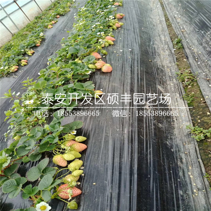 脫毒寧玉草莓苗、寧玉草莓苗多少錢一棵