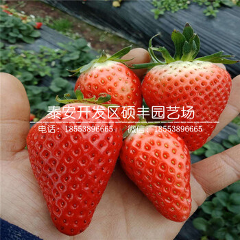 紅花草莓苗、紅花草莓苗基地批發(fā)