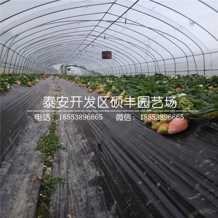 紅花草莓苗、紅花草莓苗基地批發(fā)