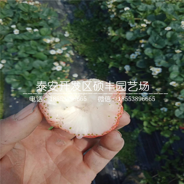 2019年太空2008草莓苗、太空2008草莓苗批發(fā)價(jià)格