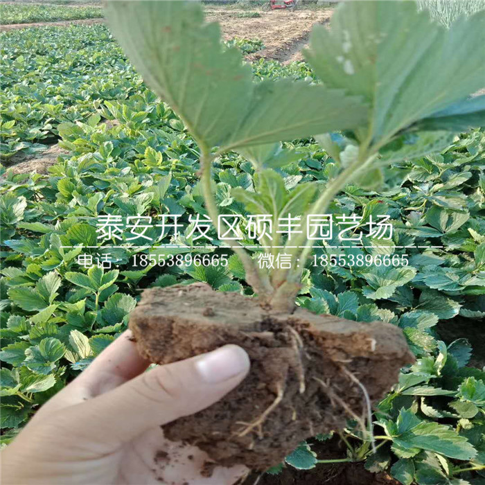 桃熏草莓苗、桃熏草莓苗市場價格