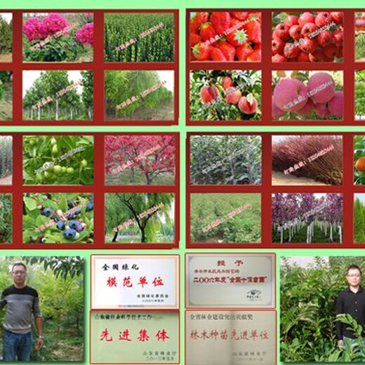 台湾火龙果树苗一棵多少钱山东台湾火龙果树苗批发