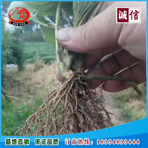 适宜南方地区种植的杜克拉草莓苗