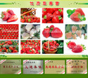春旭草莓苗批发红珍珠草莓苗多少钱一株