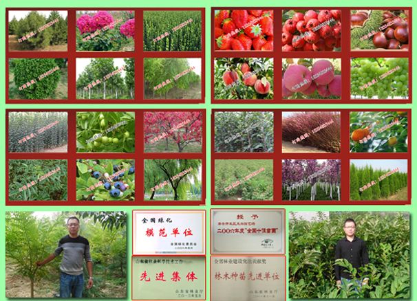 红油香椿树苗品种简介、红油香椿树苗多少钱一棵