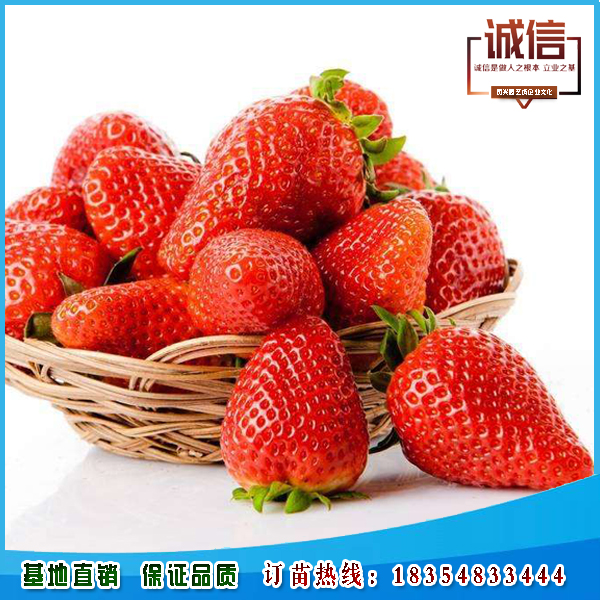 甜宝草莓苗批发、草莓苗品种纯度成活率
