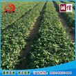 咖啡草莓苗批发、保证草莓苗品种纯度保证成活率图片
