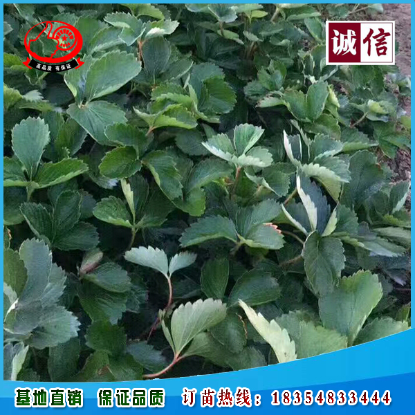 牛奶草莓苗育苗基地推薦