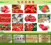 草莓苗新品种、全草莓苗基地图片5