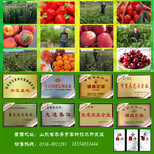 大红袍花椒苗一至三年苗价格、大红袍花椒苗出售图片0