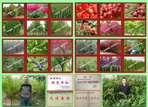 新品种红皮梨树苗、山东红皮梨树苗批发图片2