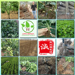批发咖啡草莓苗基地、咖啡草莓苗今年多少钱一棵图片2