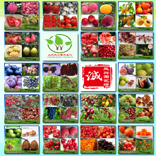 哪里有卖京郊小白草莓苗的、山东京郊小白草莓苗基地