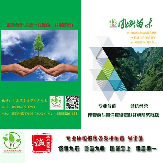 黑苹果树苗山东供应商