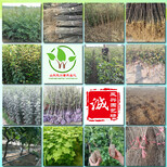 哪里卖的红油香椿树苗质量可靠图片3