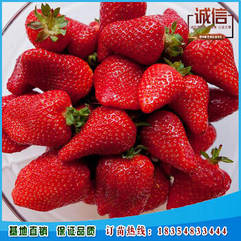 草莓苗价格、今年香玉草莓苗多少钱一株