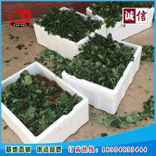 草莓苗實時報價、隋珠草莓苗批發(fā)價格