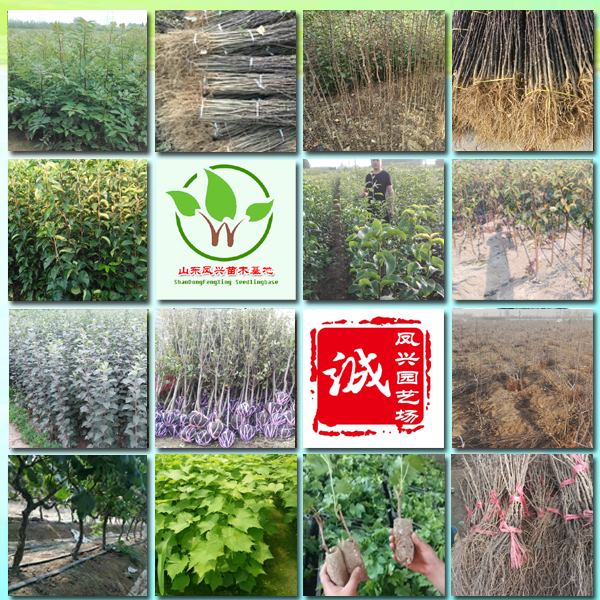 喜來(lái)藍(lán)莓苗市場(chǎng)批發(fā)價(jià)、2020年喜來(lái)藍(lán)莓苗供應(yīng)價(jià)格