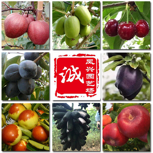 山东红香酥梨树苗供应商、大型红香酥梨树苗繁育基地